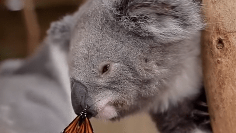 Koala jugando con una mariposa