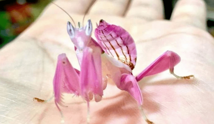 La flexibilidad del cuerpo de la mantis orquídea